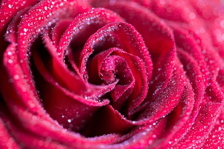 Red Rose with Drops Close Up